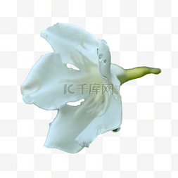 夹竹桃白色植物热带