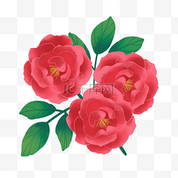 红色蔷薇花花朵