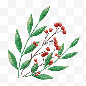 圣诞节浆果植物水彩风格