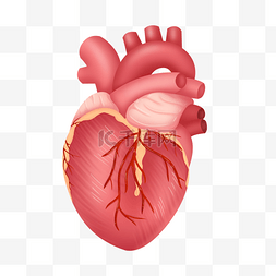 人体皮肤纵切图片_人体器官心脏