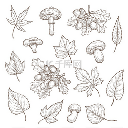 秋天的落叶、蘑菇和橡子矢量素描