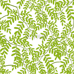 热带雨林的森林图片_与金合欢叶的无缝模式。