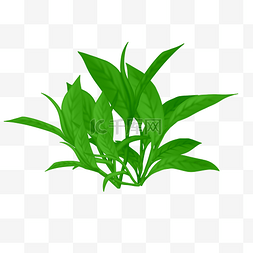绿茶茶叶叶子