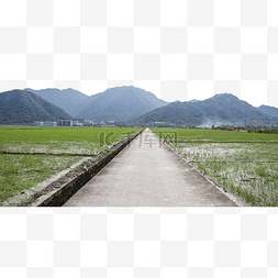 乡村公路农村田地秧苗