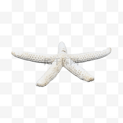 翼金属图片_海洋动物水产海星