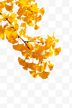 叶子带锯齿图片_秋天银杏树枝叶叶子