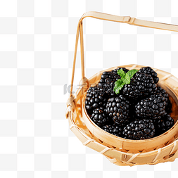 新鲜水果素材图片_黑莓营养美味新鲜水果