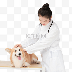 犬科图片_宠物医生人物检查病情