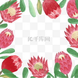 普罗蒂亚花卉水彩红色装饰边框