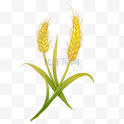 农作物麦子图片_小麦麦穗农作物