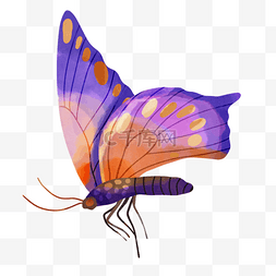昆虫侧面图片_飞蛾波西米亚风格水彩紫色优雅