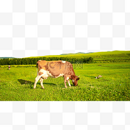 室韦草原上动物吃草