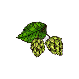 啤酒花图片_啤酒花分离啤酒原料示意图矢量绿