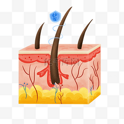 保养头皮图片_美发头皮屑毛囊剖面图