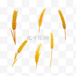 秋季农作物丰收图片_秋天秋季丰收小麦