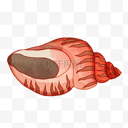 法螺海螺红色棕色绘画图片