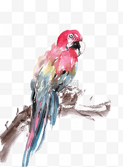 彩色的鹦鹉图片_枝头的鹦鹉
