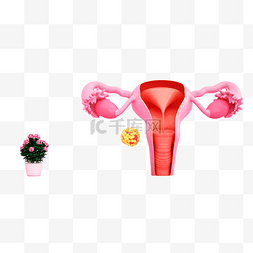 器官模型图片_医疗女性卵巢子宫
