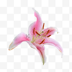 粉色植物盆栽图片_粉色百合装扮盆栽花瓣