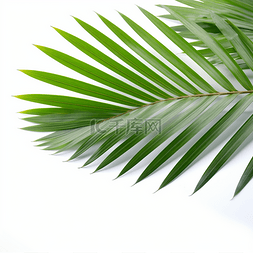 棕榈叶植物叶子装饰元素