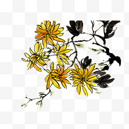 黄色的菊花花瓣图片_盛开的菊花水墨