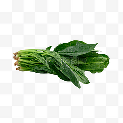 菠菜颜色摄影图植物