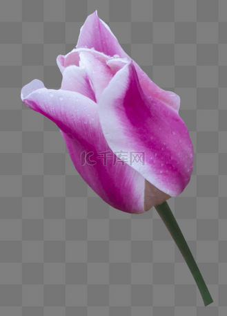郁金香花朵花瓣