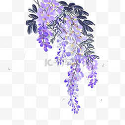 一只花儿出墙来图片_春天水彩紫色花朵