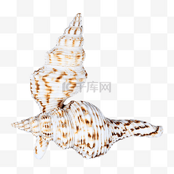 海鲜贝类海岸海螺