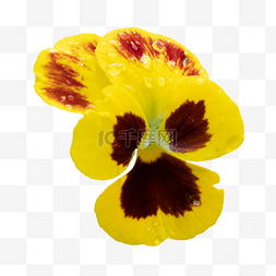 黄色三色堇图片_三色堇黄色自然花卉