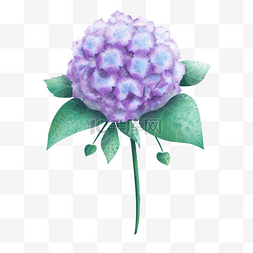 浪漫的蓝色背景图片_绣球花水彩紫色