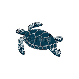 海龟爬行动物有软骨外壳的海陆龟