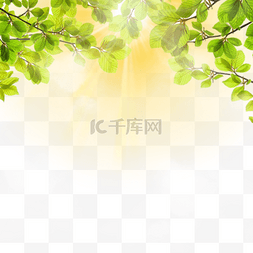 热带叶框图片_热带树叶光效夏季边框