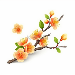 一枝漂亮的杏花花枝