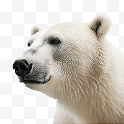 一只北极熊免扣素材