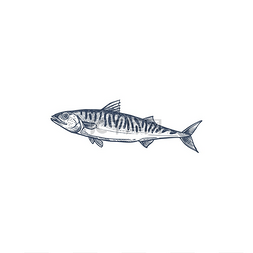 印度大使馆图片_科孤立的鲭鱼单色草图大西洋箭鱼