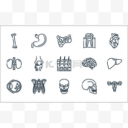 人体器官线图标。线性集。子宫、