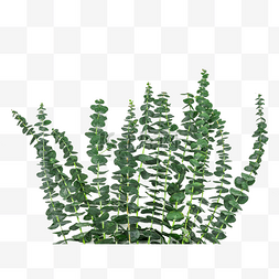 尤加利绿叶图片_尤加利植物枝条