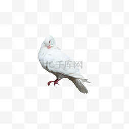 灰色鸟类图片_鸽子动物摄影图飞禽鸟类