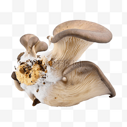 耳科图片_pleurotus ostreatus 塑料细菌