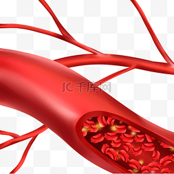 人体血管医学血细胞插图