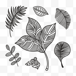 雕刻植物纹理叶片