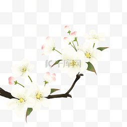 梨树开花图片_春天梨树梨花