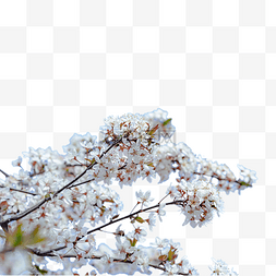 自然风景春季图片_盛开的樱花树枝