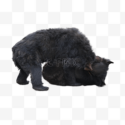 野生黑熊图片_摄影图动物园野生险美洲黑熊