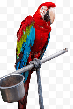 彩色鸟类图片_鹦鹉动物珍稀自然鸟类
