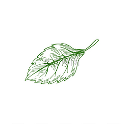 矢量绿叶素材图片_阿斯彭或榆树赤杨叶孤立手绘草图