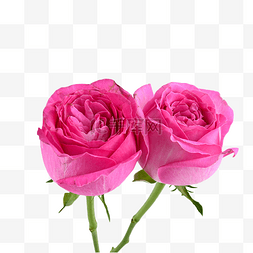 粉色玫瑰植物新鲜户外