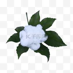 玫瑰枝藤图片_棉花植物耐热保暖白色
