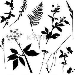 黑色质感背景素材图片_与野生植物和草药无缝的花卉图案